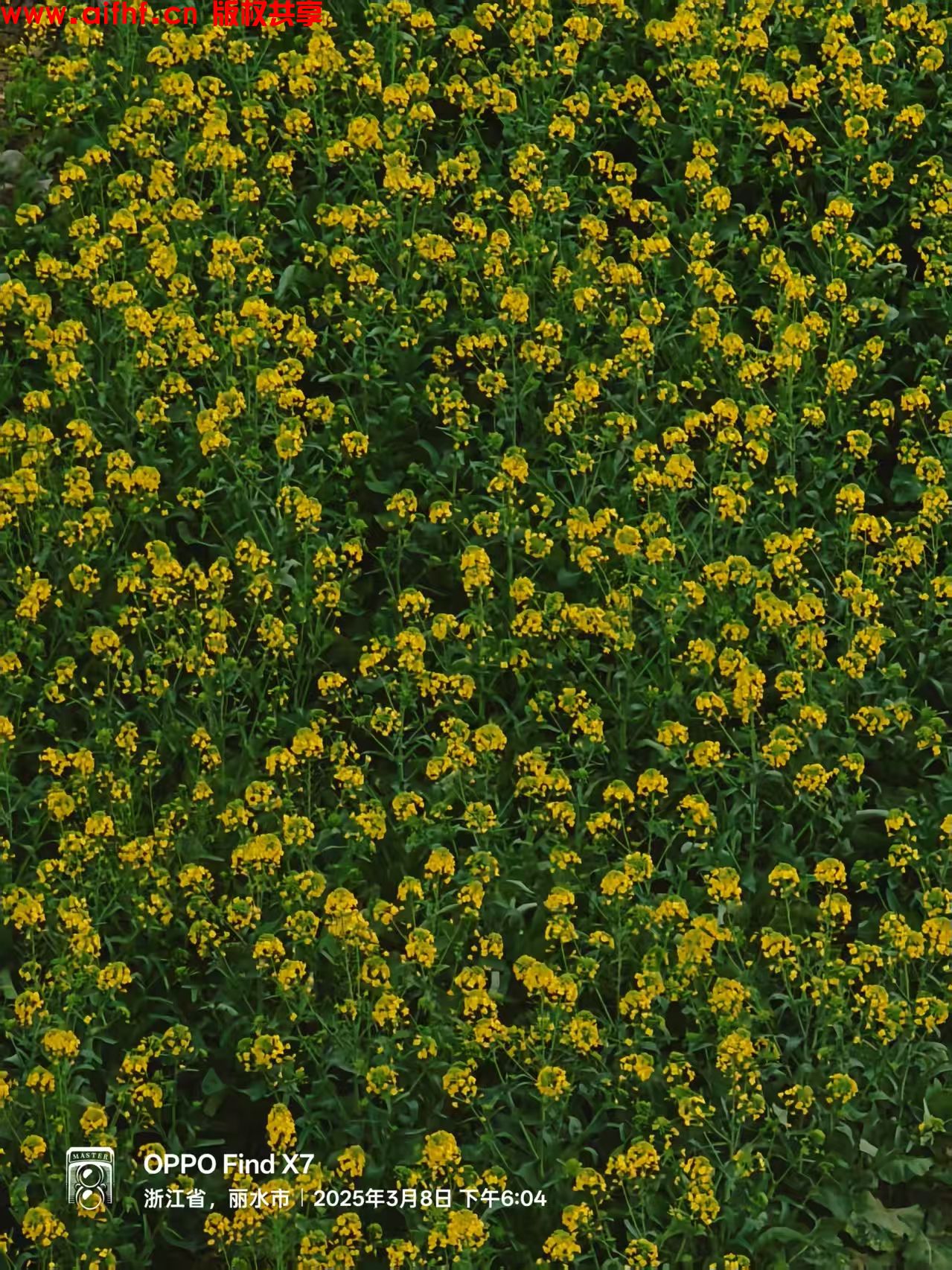 只为博她一笑:夕阳满山花朵