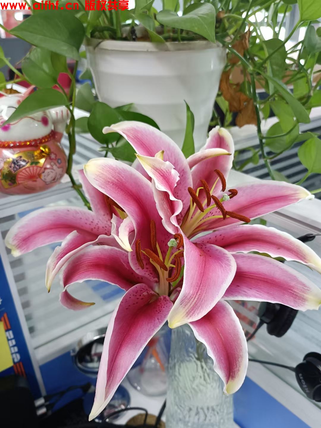 独一无二の宝:最美的花朵开花了