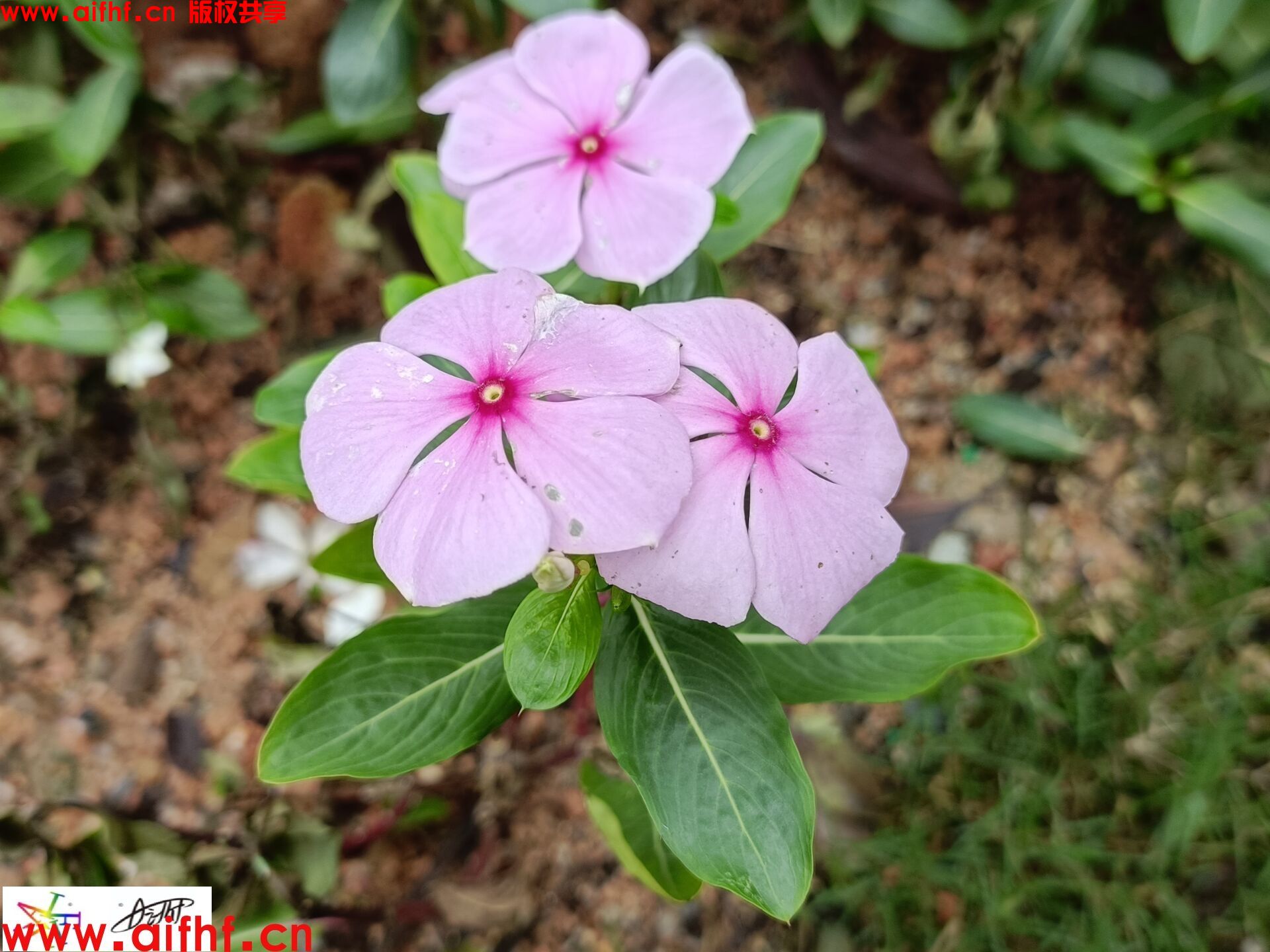 一行之内：不一样的花朵不一样的环境（多图）