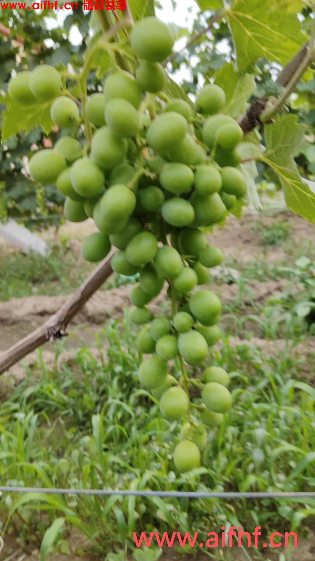 鬱：一串青绿色的葡萄