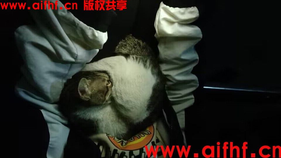 一行之内：这是什么动物