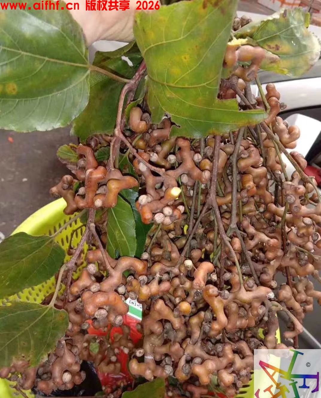 这是什么美食？