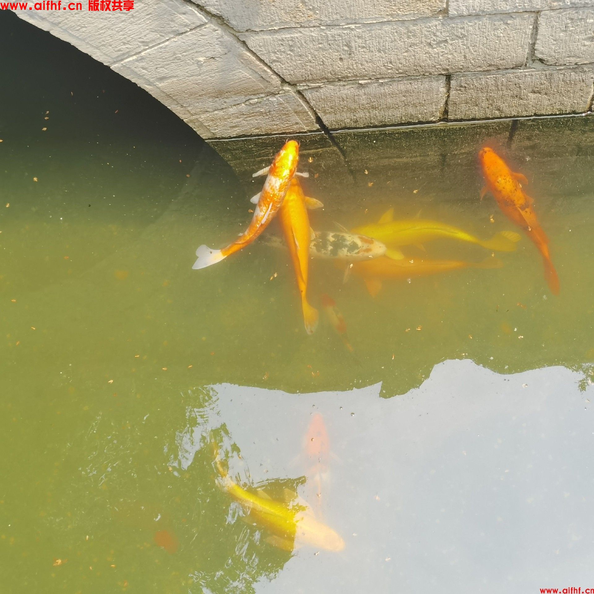 刚要下线就：放松一下水池戏鱼