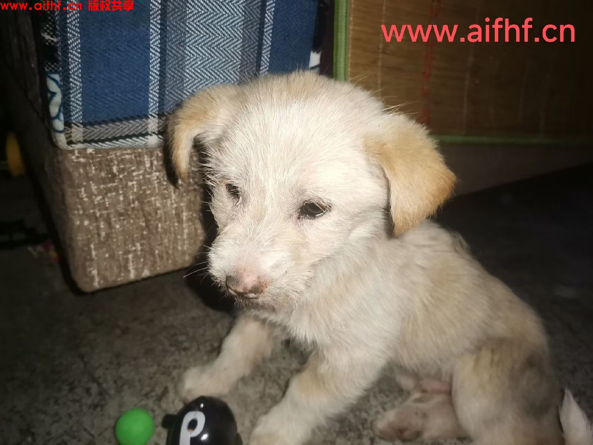 无名氏：普通的田园犬