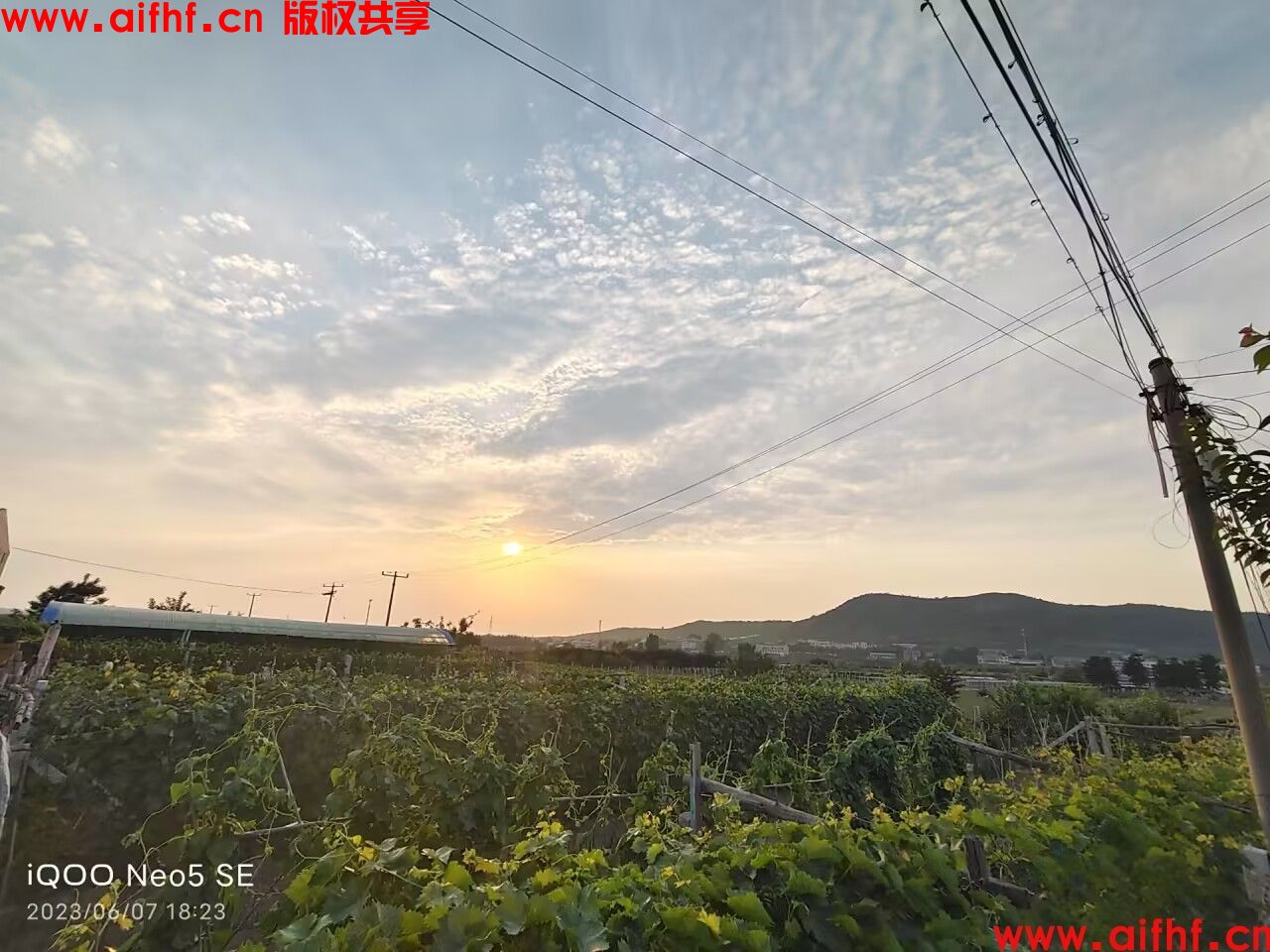 鬱：阳光沐浴下的葡萄园