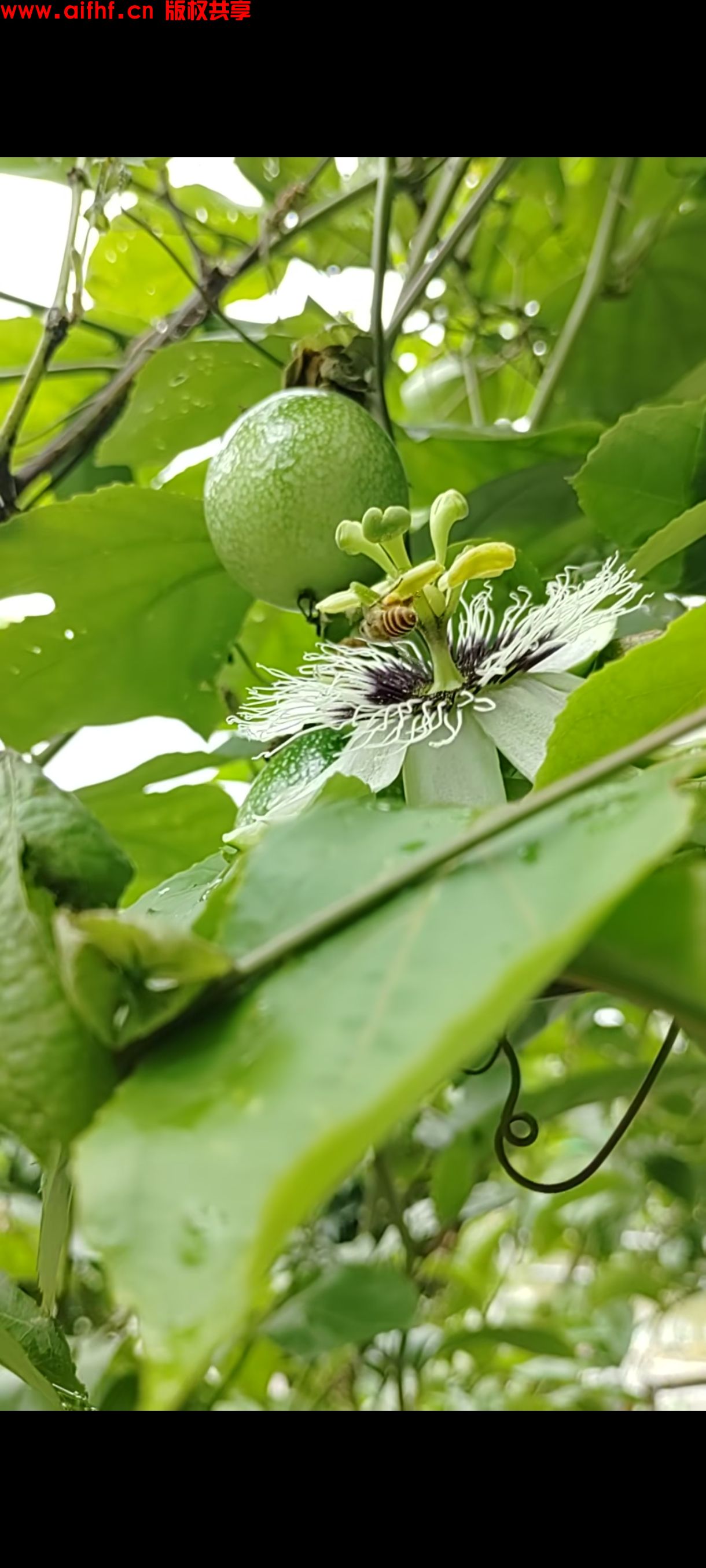鱼儿的眼泪:勤劳的小蜜蜂双腿粘满了花粉